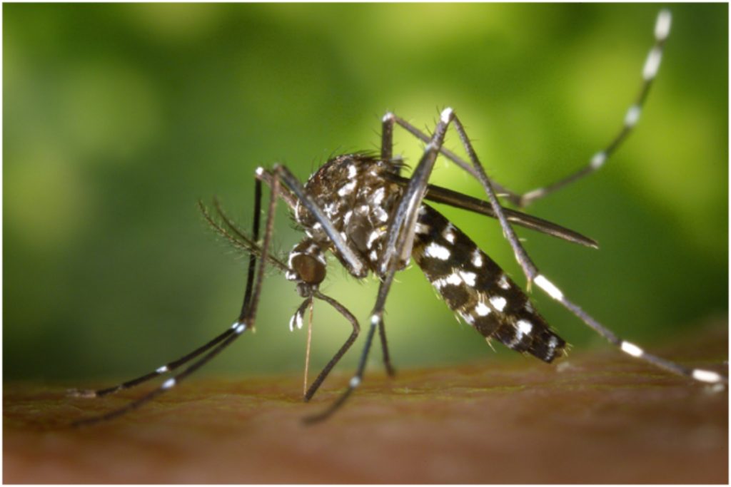 Types of Mosquito Borne Diseases