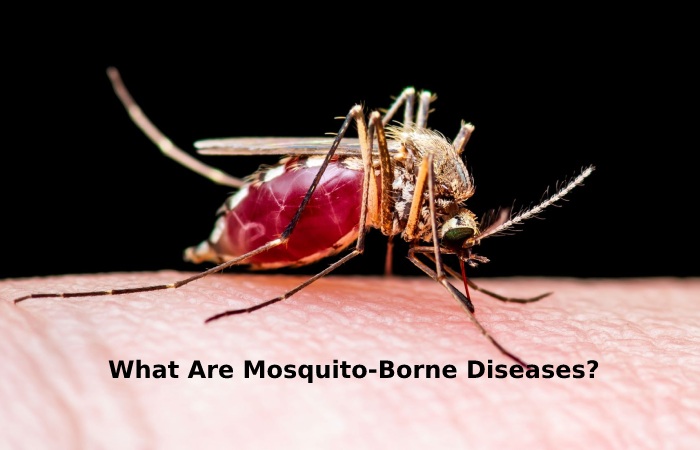 What Are Mosquito-Borne Diseases?