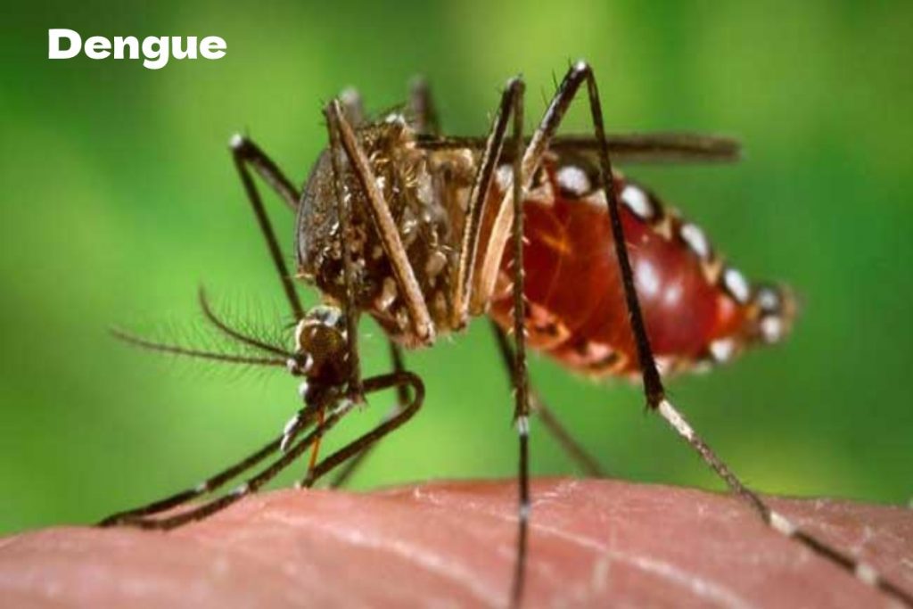 Dengue