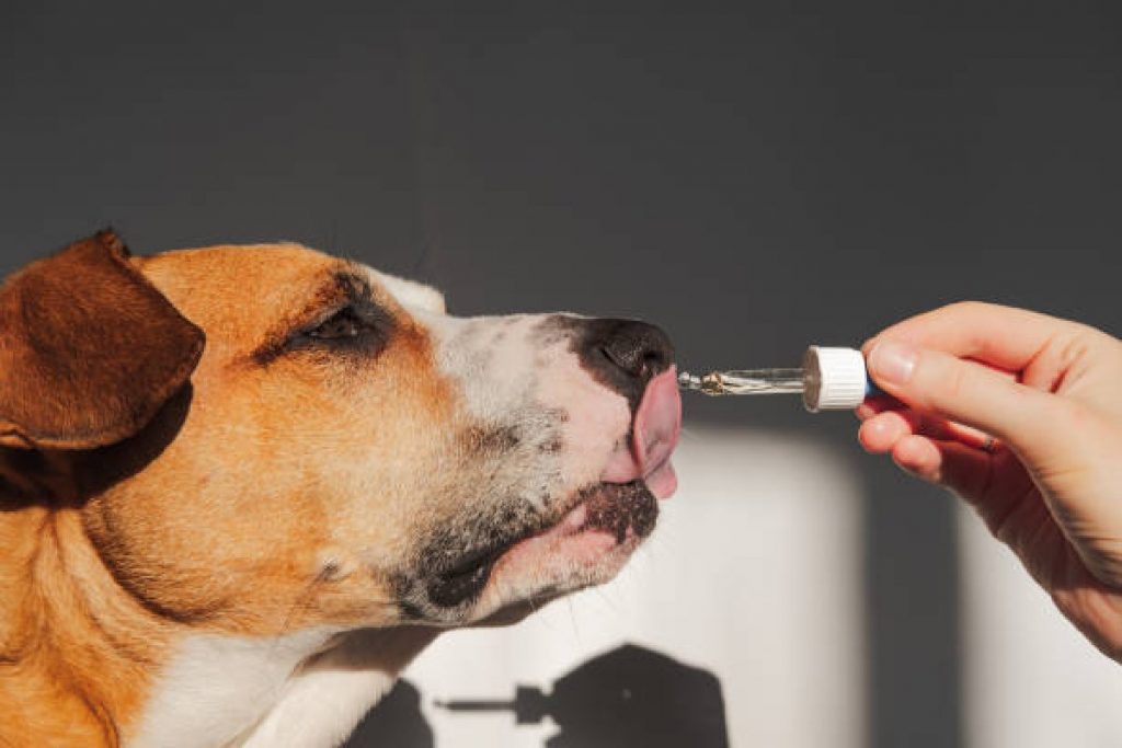 Is CBD Oil Really The Right Supplement for Dogs