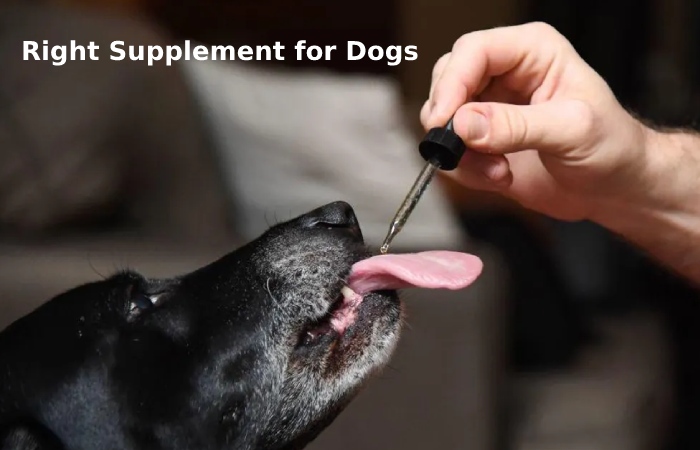 Right Supplement for Dogs