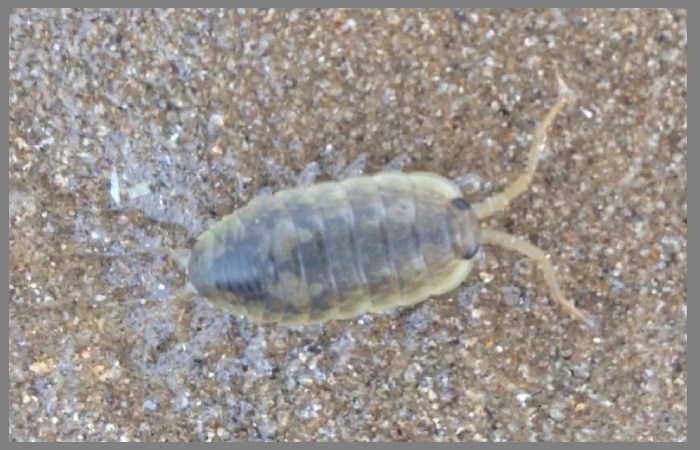 Are Sea Lice Harmful?